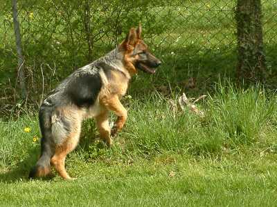 Attention chien hyper gentil